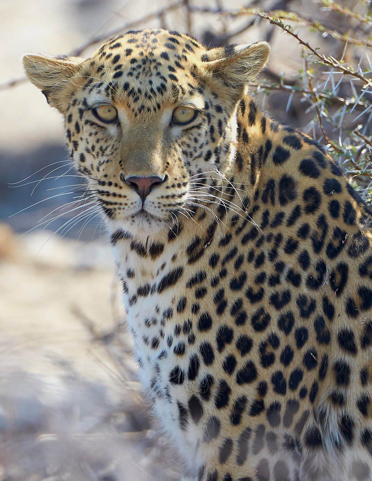 Un vero leopardo africano