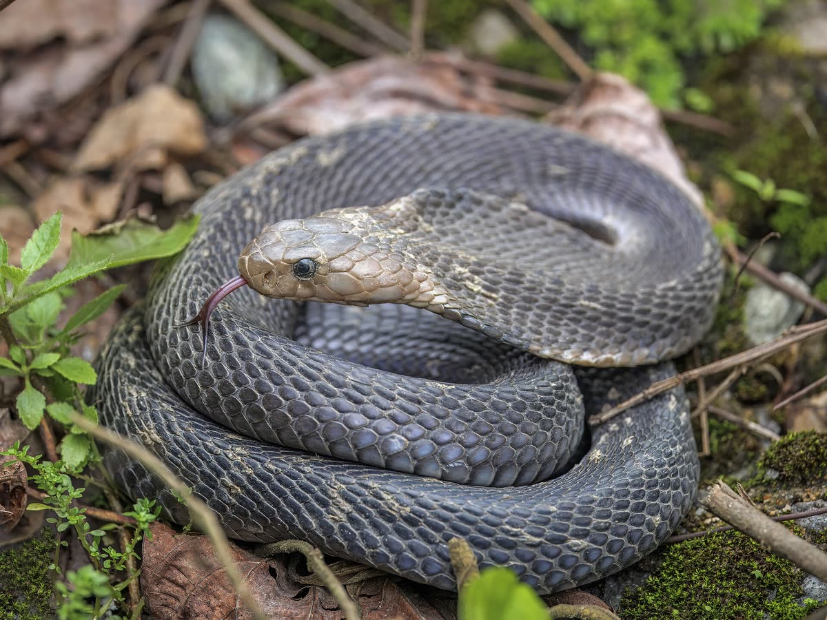Un vero cobra reale nel suo ambiente naturale